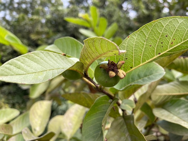 La guava fresca è sul ramo dell'albero