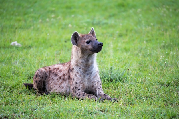 La iena è sdraiata sull'erba della savana in Kenya