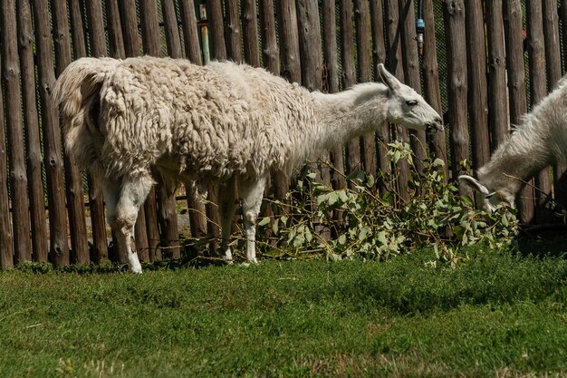 La lama bianca mangia