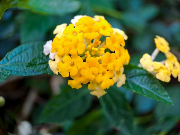 La lantana gialla è un tipo di pianta da fiore della famiglia Verbenaceae originaria dei tropici dell'America centrale e meridionale Lantana camara Macro fiore giallo primo piano in un parco pubblico