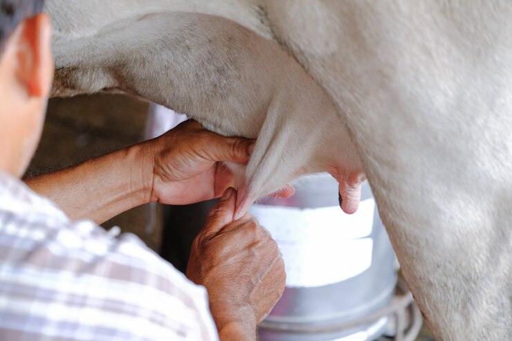 La lattaia dalle mani degli agricoltori in Thailandia