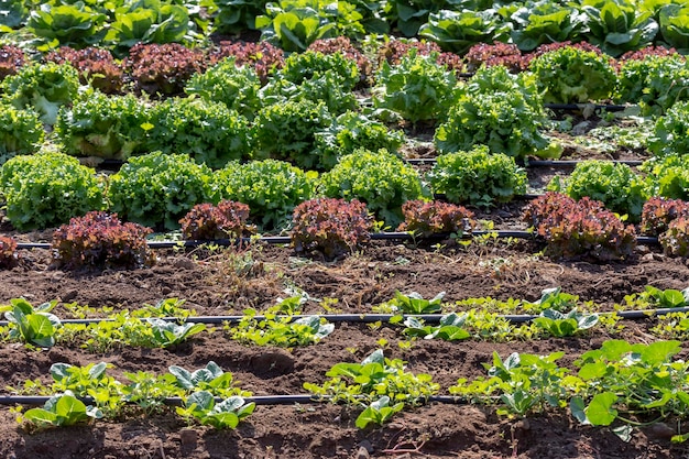 La lattuga che cresce nel campo