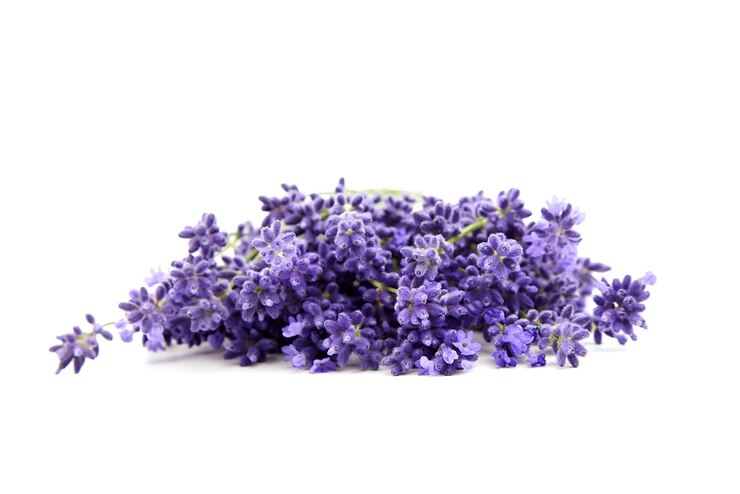 La lavanda fiorisce il primo piano isolato su bianco