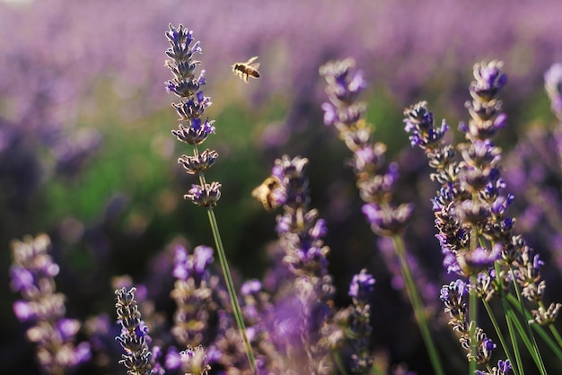 La lavanda in fiore da vicino con le api