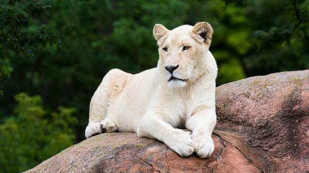La leonessa bianca si trova su una pietra nel parco