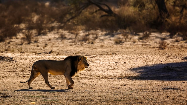 La leonessa che corre sul campo