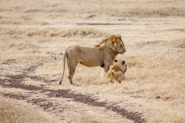La leonessa che corre sul campo