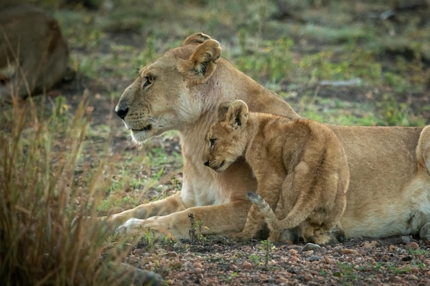 La leonessa con il cucciolo che riposa sul campo
