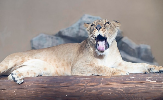 La leonessa del primo piano con la bocca aperta mostra la lingua Gatto grande, predatore