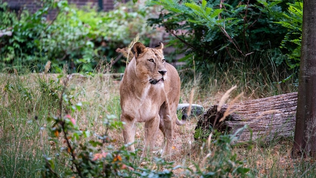 La leonessa guarda lontano mentre è in piedi sul campo