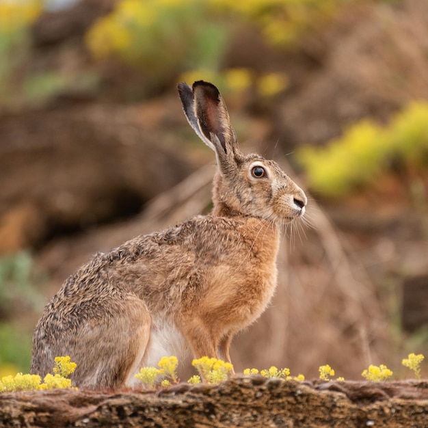 La lepre europea è seduta nell'erba Lepus europaeus