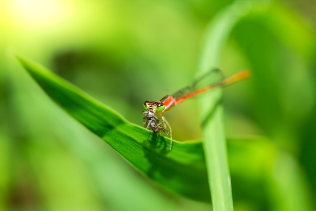 La libellula arancio segue le foglie stanno mangiando i piccoli insetti.