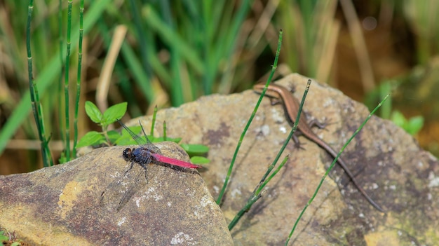 La libellula e la lucertola sfocata