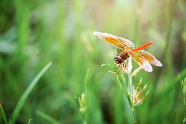 La libellula rossa si siede sull'erba al sole del mattino