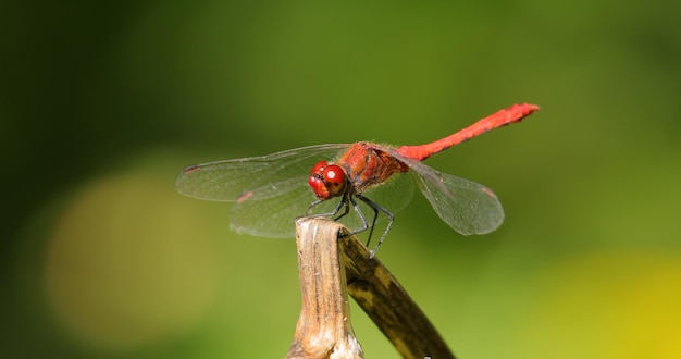 La libellula scarlatta (Crocothemis erythraea) è una specie di libellula della famiglia Libellulidae. I suoi nomi comuni includono ampio scarlatto, darter scarlatto comune.