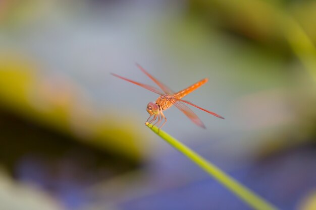 La libellula si è appollaiata su un albero con bokeh