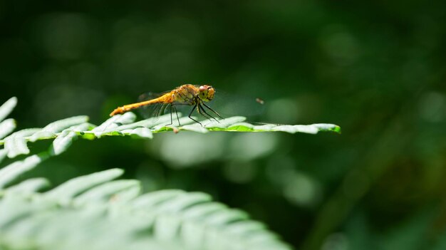 La libellula si siede su una foglia di felce verde nella foresta.