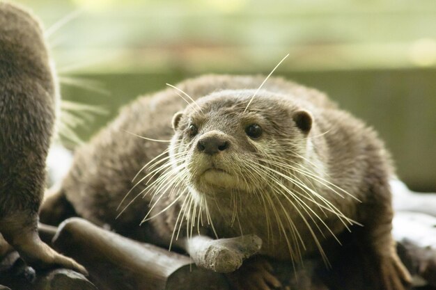 La lontra dai piccoli artigli è la lontra più piccola del mondoxAxA