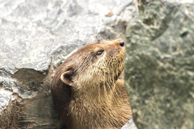 La lontra dai piccoli artigli si sdraia e riposa infilata in una roccia