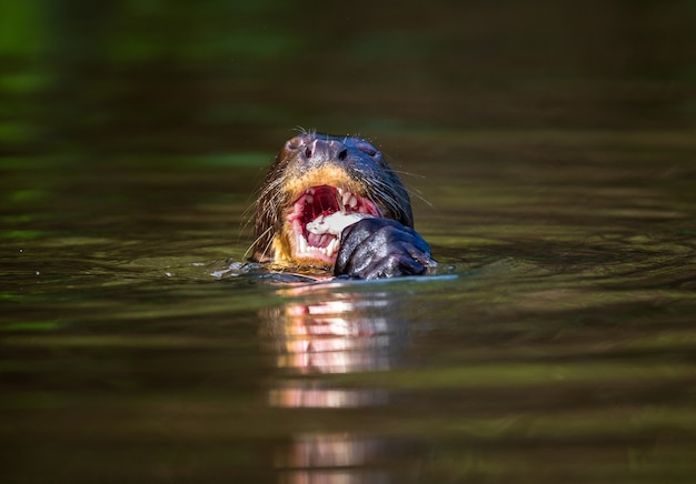 La lontra gigante sta mangiando pesce nell'acqua