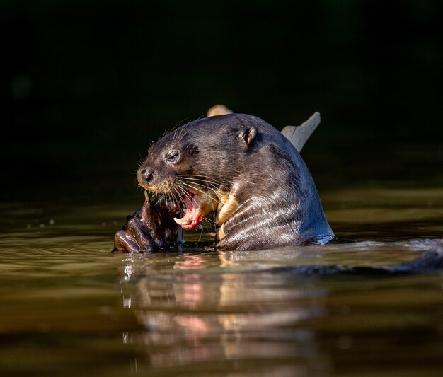 La lontra gigante sta mangiando pesce nell'acqua