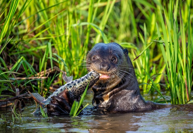 La lontra gigante sta mangiando pesce nell'acqua