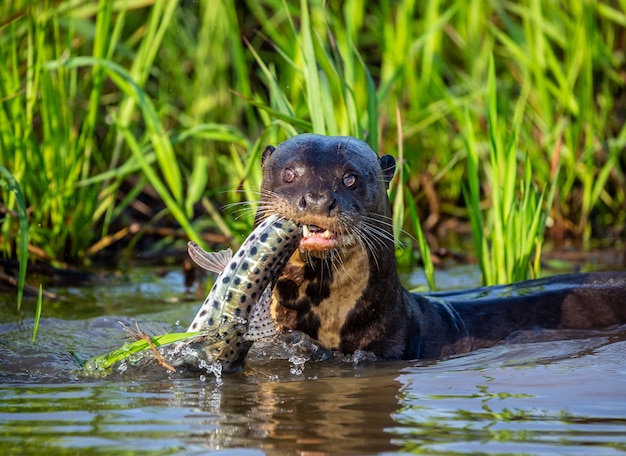 La lontra gigante sta mangiando pesce nell'acqua