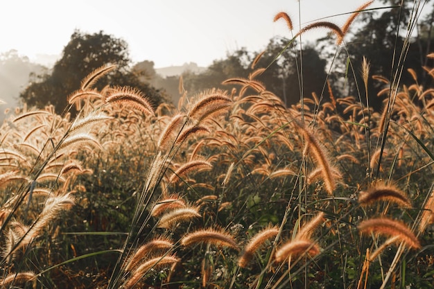 La luce del sole al mattino presto e i fiori