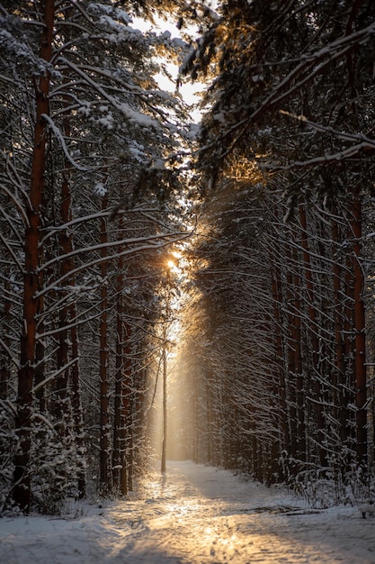 La luce del sole attraverso gli alberi della foresta. Alberi di neve e una pista da sci di fondo.