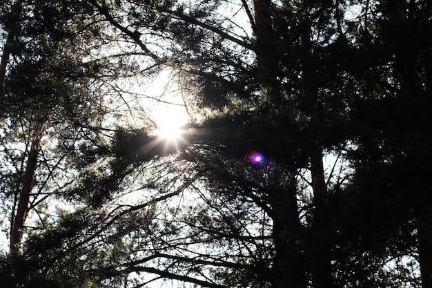 La luce del sole attraverso i rami degli alberi nella foresta