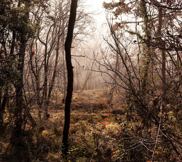 La luce del sole cade nella foresta nebbiosa