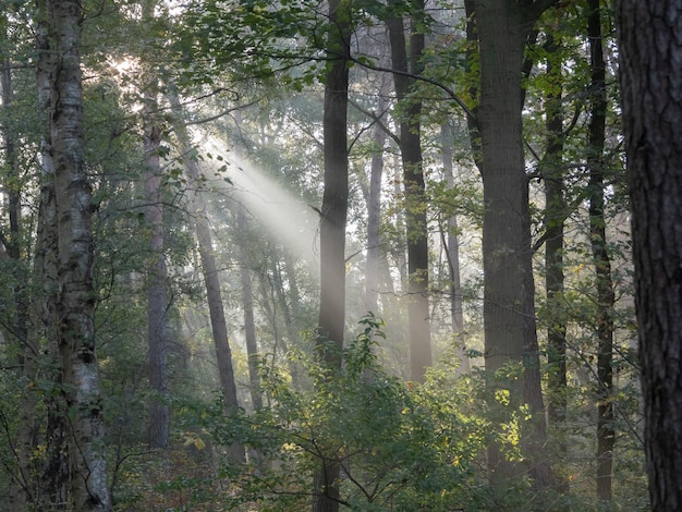 La luce del sole che attraversa gli alberi della foresta