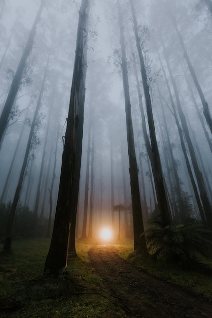 La luce del sole che attraversa gli alberi della foresta