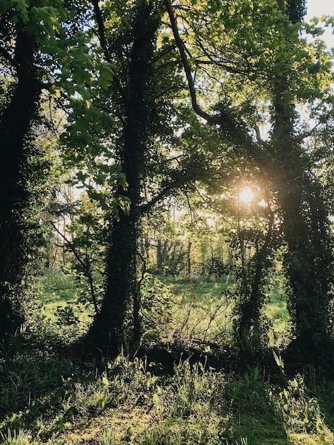 La luce del sole che attraversa gli alberi della foresta