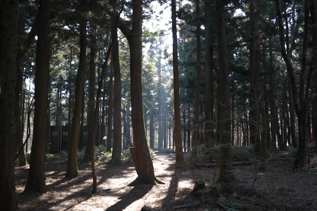 La luce del sole che attraversa gli alberi della foresta