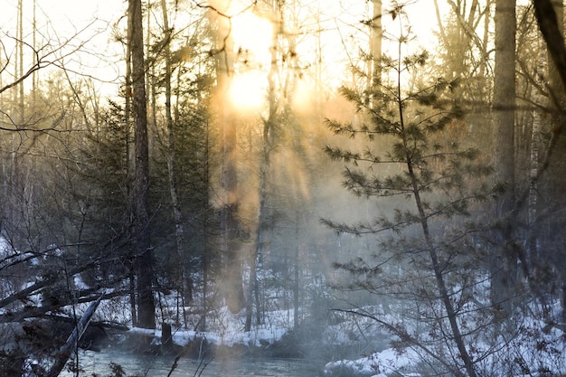 La luce del sole che attraversa gli alberi nella foresta durante l'inverno