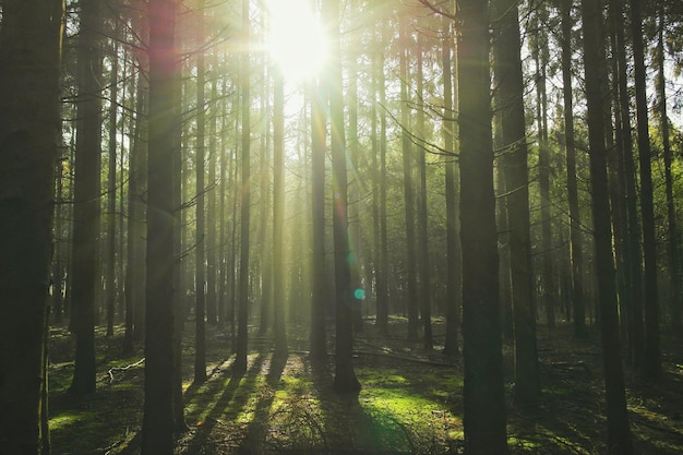 La luce del sole che scorre attraverso gli alberi della foresta.