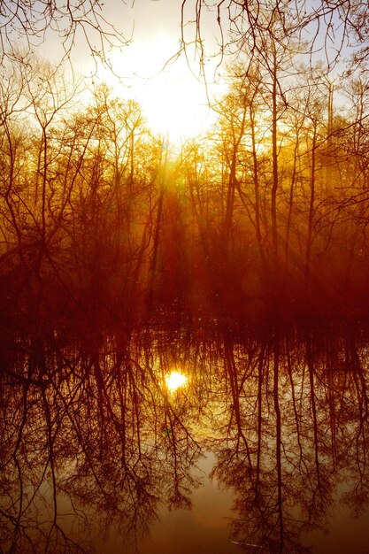 La luce del sole che scorre tra gli alberi vicino al lago