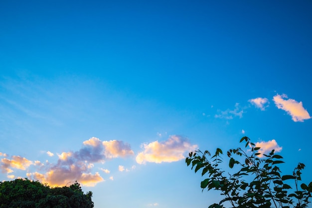 La luce del sole dietro l'albero