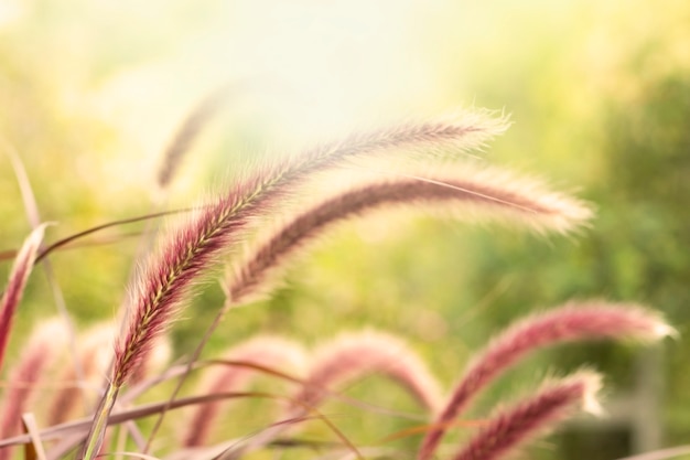 La luce del sole e il bristlegrass rosso