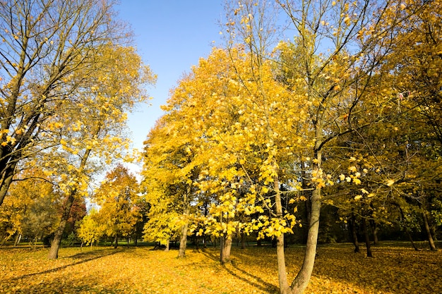 la luce del sole illumina il parco in autunno