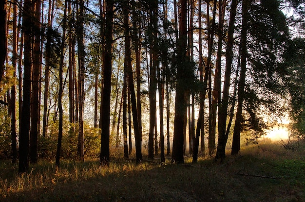 La luce del sole in una pineta in una mattinata all'inizio di settembre La regione di Ryazan Russia