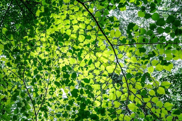 La luce del sole irrompe attraverso il fitto fogliame dell'albero. Sfondo naturale di foglie