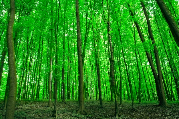 La luce del sole negli alberi della foresta verde estiva