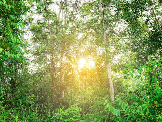 La luce del sole penetra attraverso gli alberi nella foresta fino a rivelare un buco che rende l'oscurità luminosa