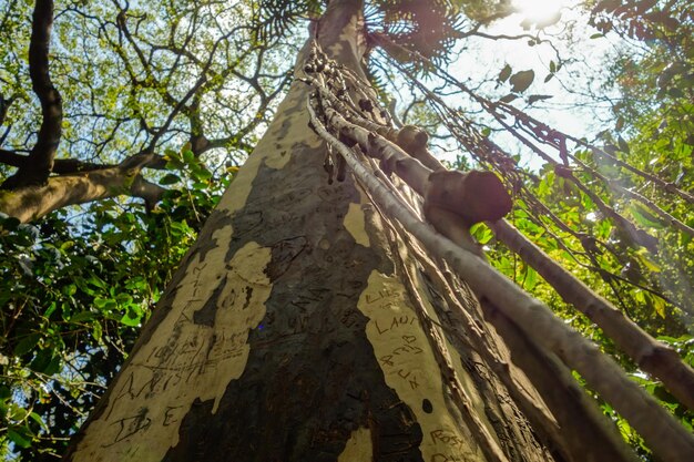 la luce del sole si riflette sul fusto dell'albero e sulla liana al mattino nella foresta. angolo basso
