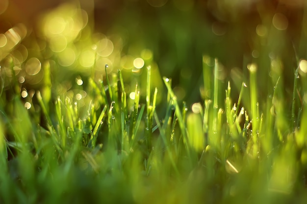 La luce del sole splende attraverso fili d'erba.