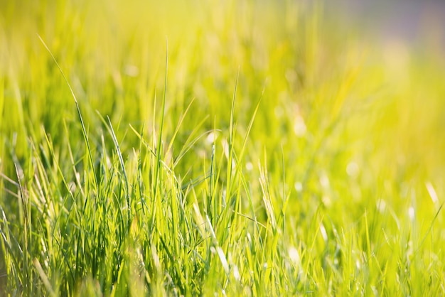 La luce del sole splende attraverso l'erba, prato con raggi di sole e lucine, primavera ed estate