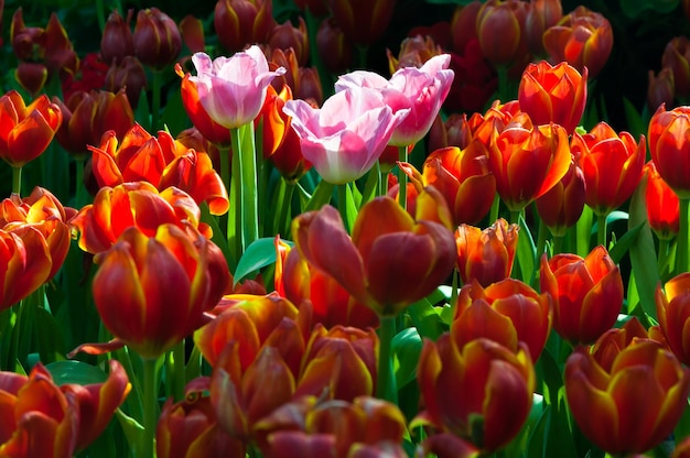 La luce del sole sul bellissimo giardino di tulipani in primavera Tulipano rosa In un campo di tulipani rossi