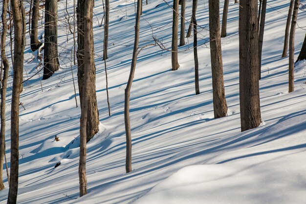 La luce della sera nella neve tra gli alberi si deforma nelle forme astratte del periodo invernale